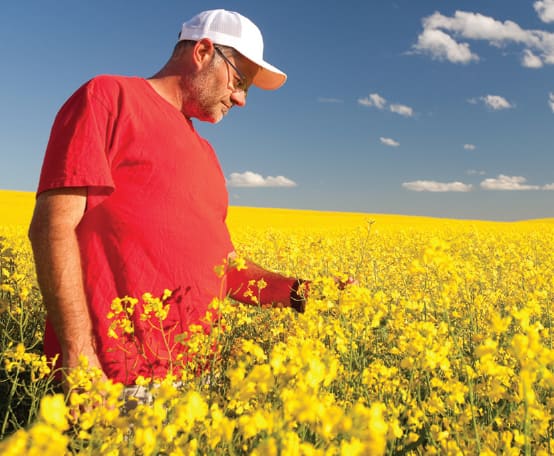 A person standing in a canola field.